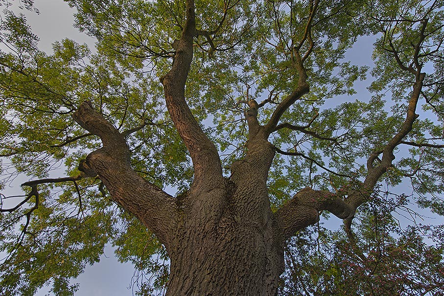 images of wonderful old trees in thenorth Germany
